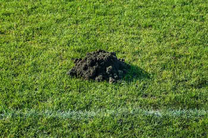 mole removal